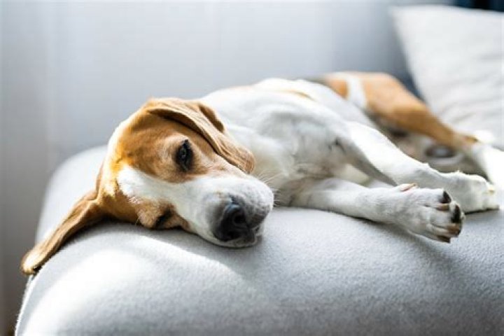 Does rhubarb make dogs sick