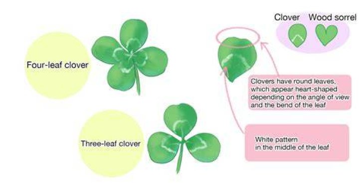 Does Roundup work on clover