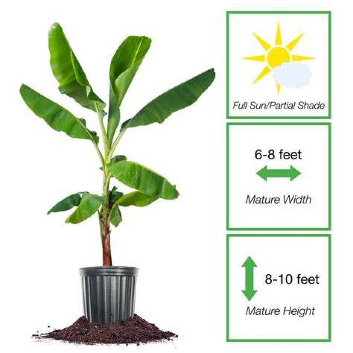 Does tobacco need full sun