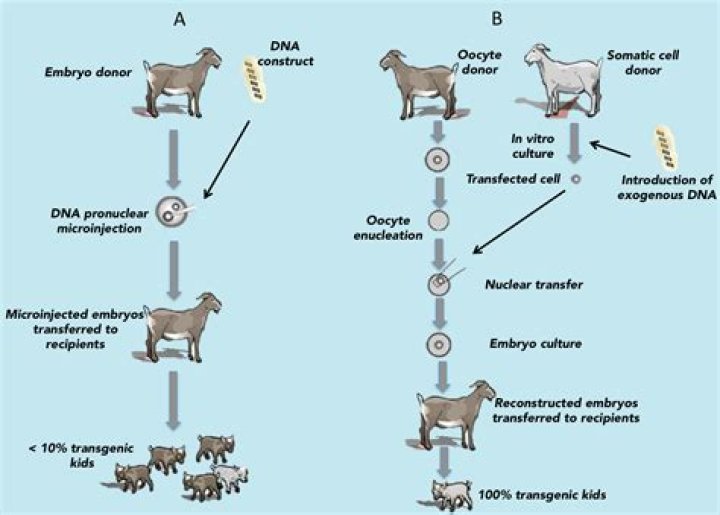 How are transgenic sheep created