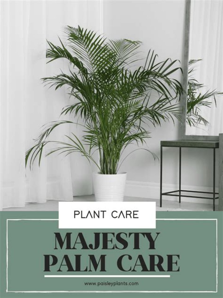 How big do indoor majesty palms get