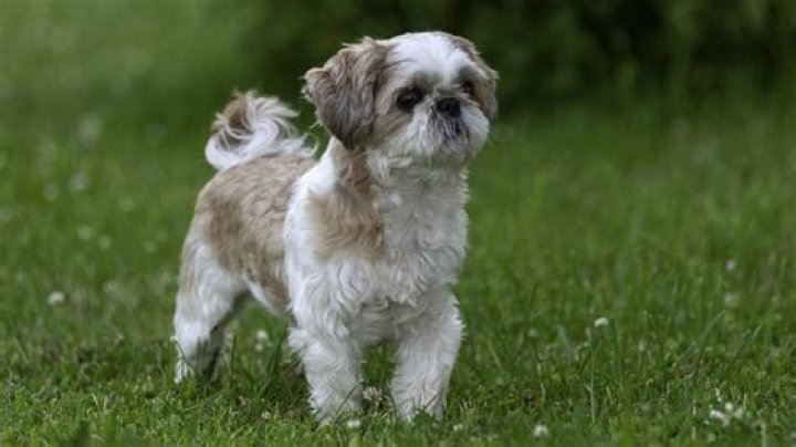 How big does a Shih Tzu grow
