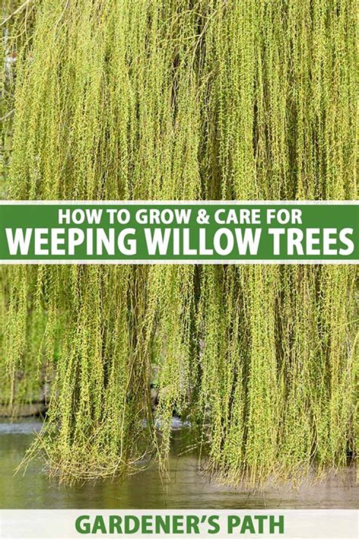 How did the weeping willow tree get its name