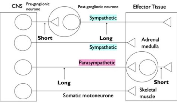 How do amoebas communicate
