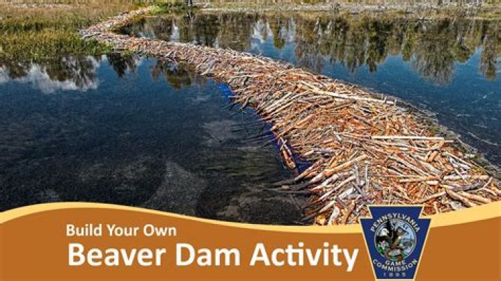 How do beavers build dams