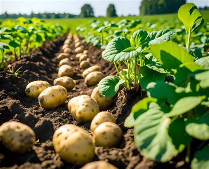 How do farmers farm potatoes?