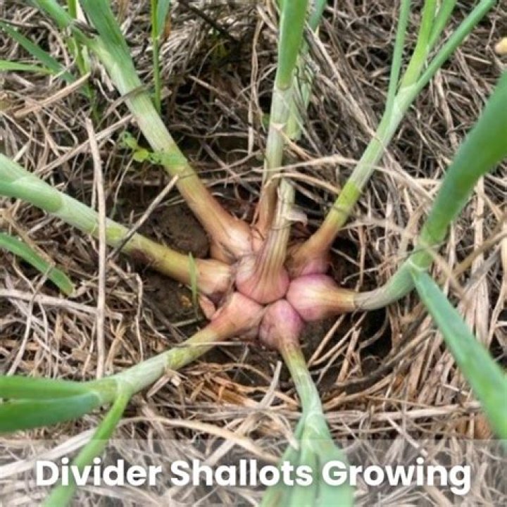 How do I plant shallots