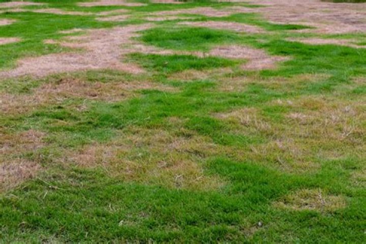 How do I re Grass my lawn