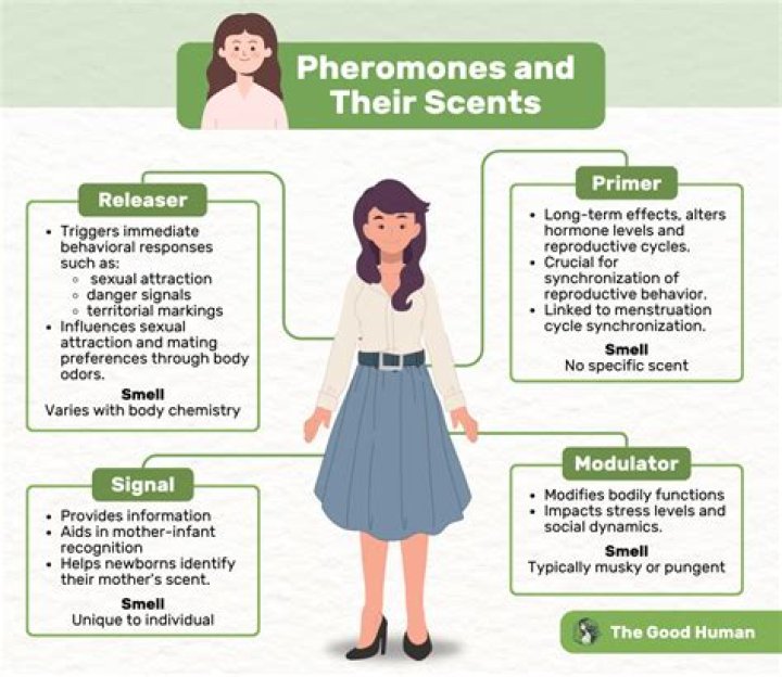 How do pheromones affect men