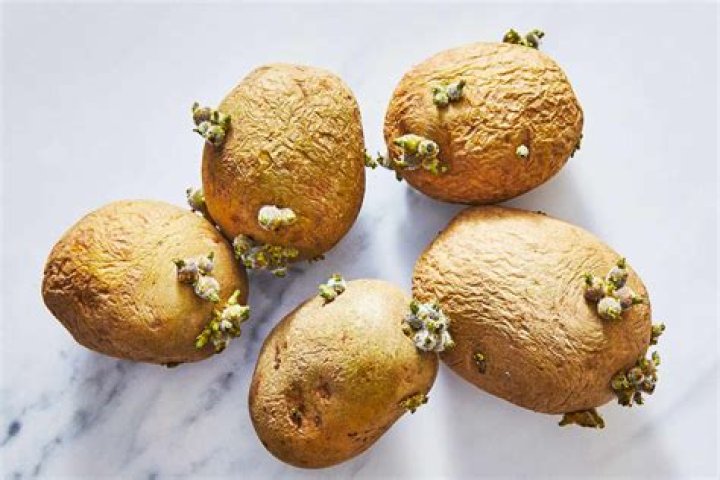 How do potato eyes grow?