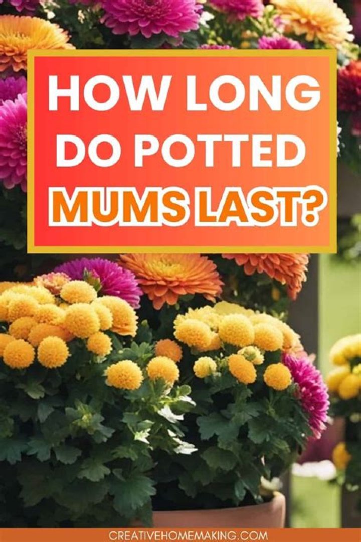 How do you care for potted mums
