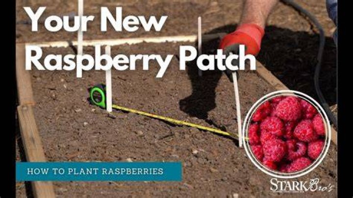 How do you control weeds in raspberry patch