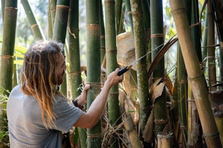 How do you cut down a bamboo plant