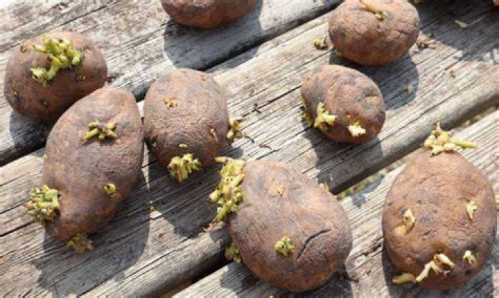 How do you get potato seeds?