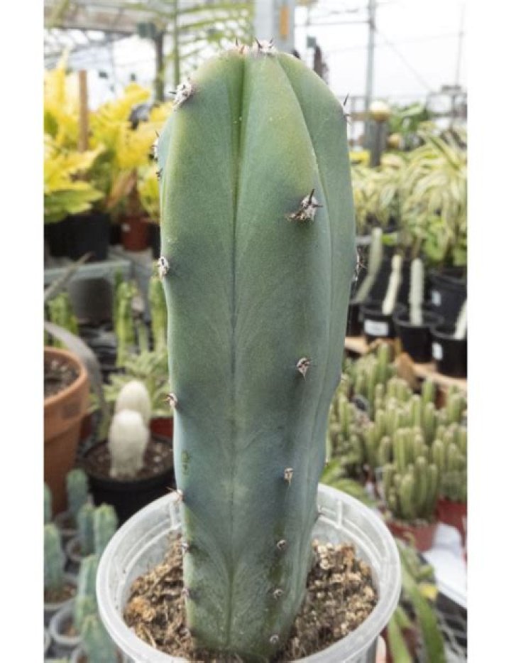 How do you grow cereus Peruvianus