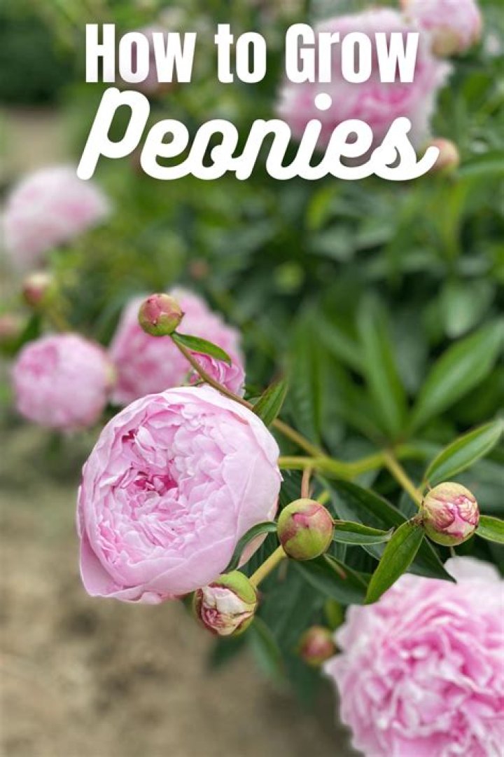 How do you grow peonies from seed