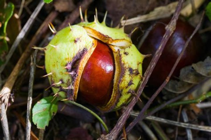 How do you know when chestnuts are done roasting?