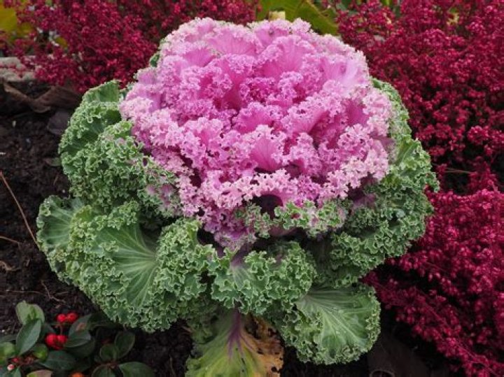 How do you look after ornamental cabbage