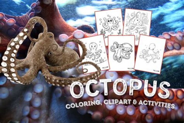 How do you make octopus tender?