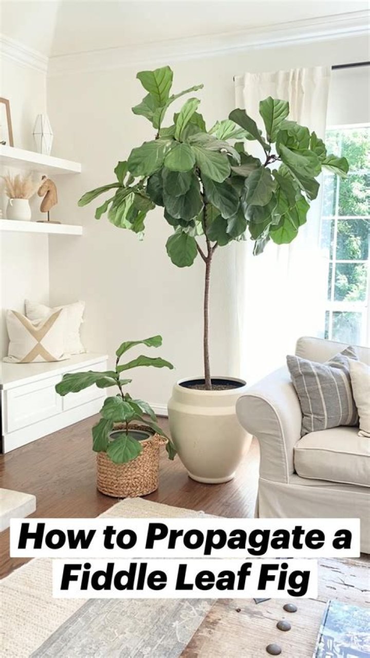 How do you propagate a fiddle fig tree