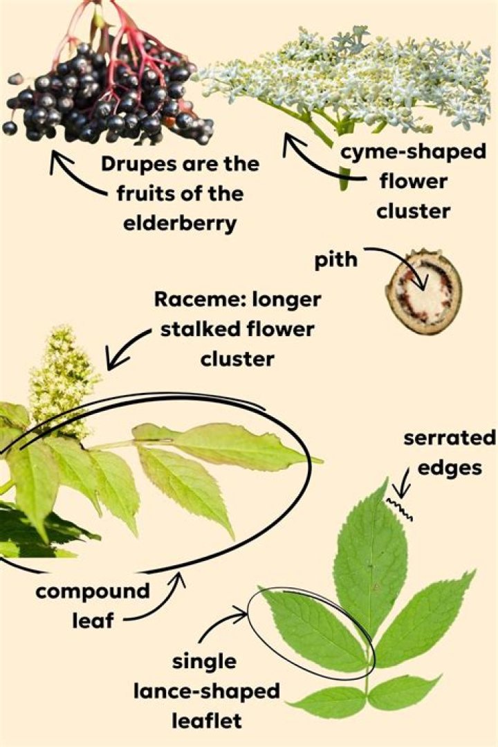 How do you rehydrate elderberries