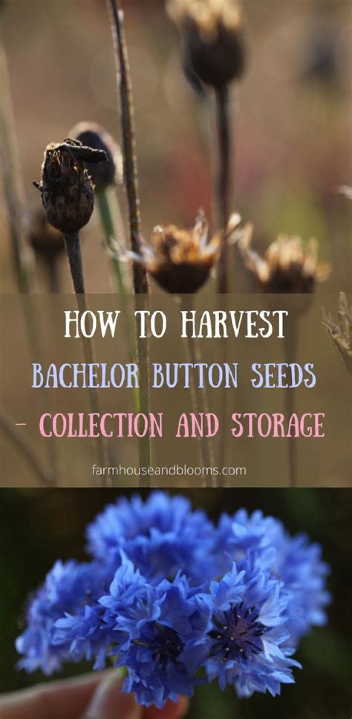 How do you start a bachelor button seed