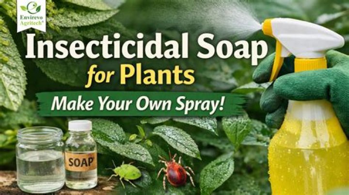 How do you use insecticidal soap on plants