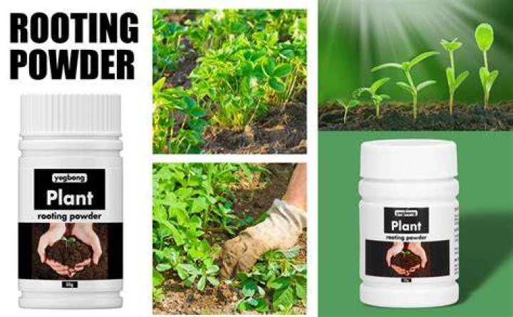 How do you use rooting powder for plants