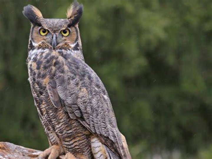 How does a great horned owl hunt