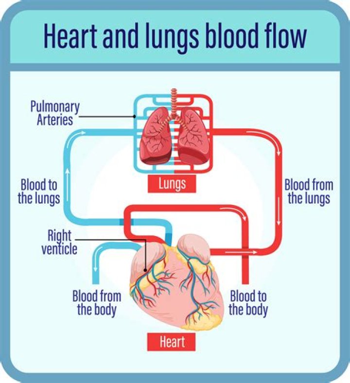 How does blood flow through the body step by step