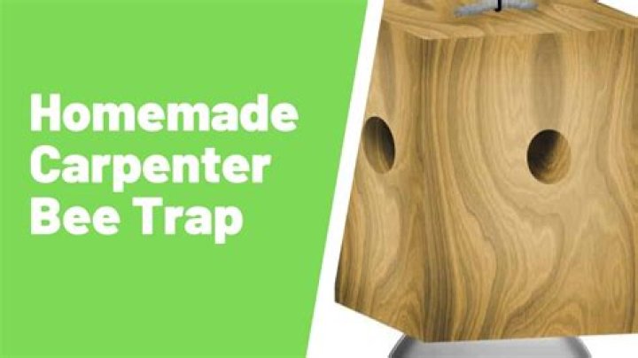 How does carpenter bee traps work