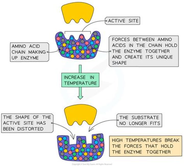 How does pH affect potato catalase?