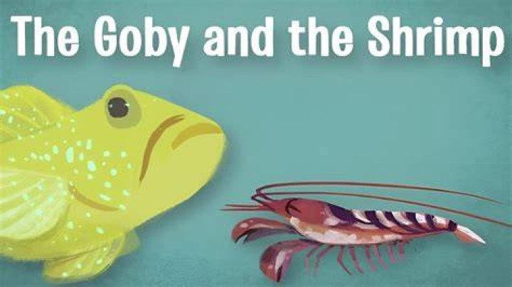 How does the shrimp help the goby fish