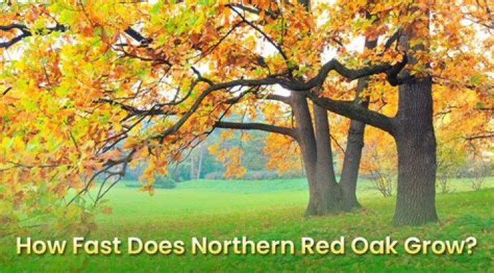 How fast does a northern red oak tree grow