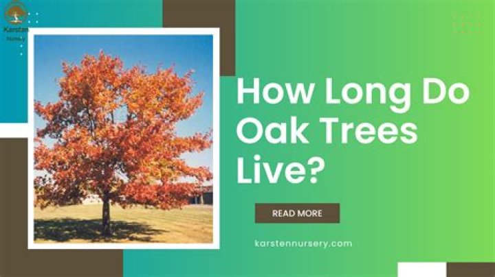How long do camellia trees live