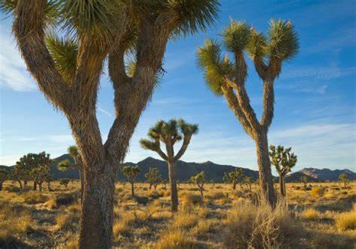 How long do Joshua trees live