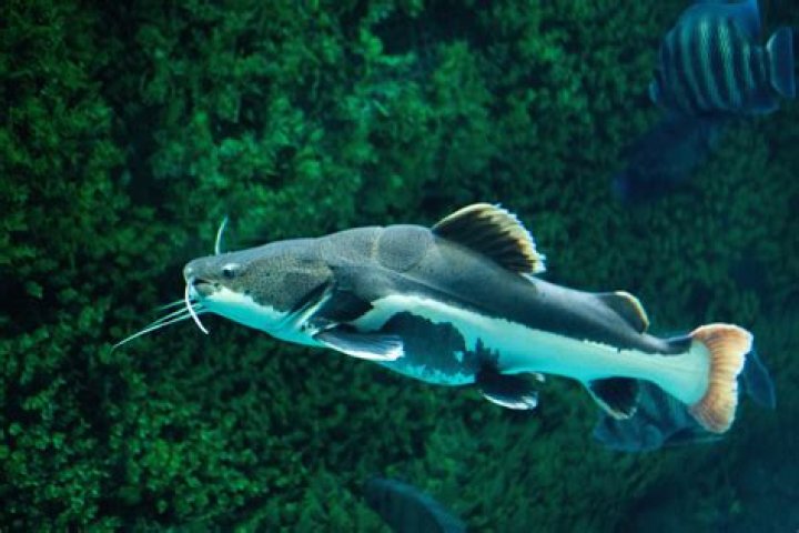 How long do red tail catfish live