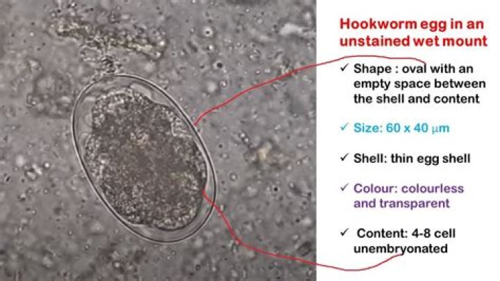 How long does it take for hookworm eggs to hatch