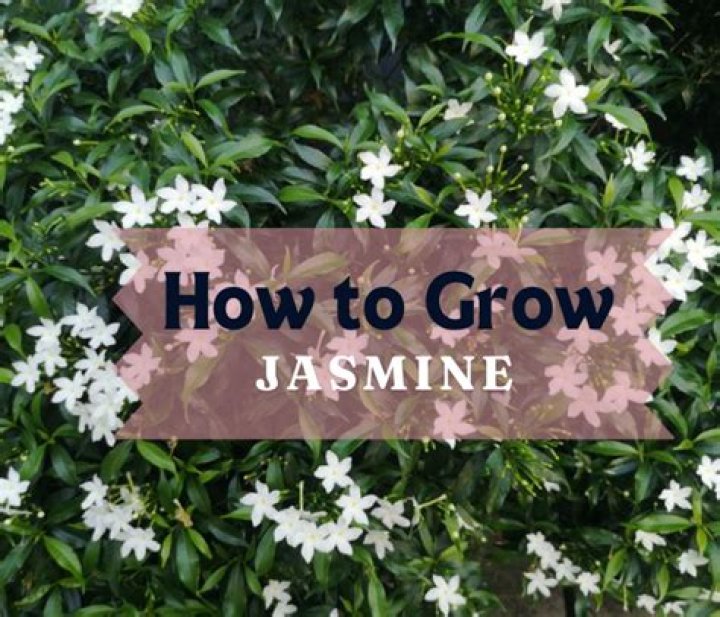 How long does Jasmine take to flower