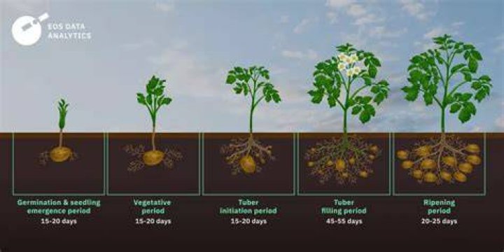 How many potatoes does a sprout produce?