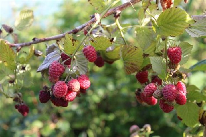 How much are raspberries worth?