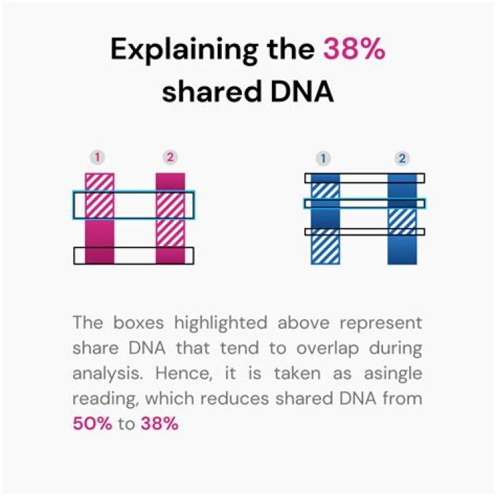 How much DNA do potatoes have?