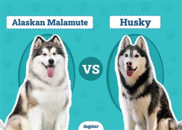 How much does a malamute dog cost