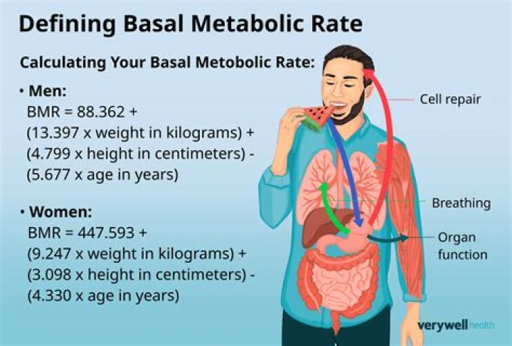 How much energy does basal metabolism use