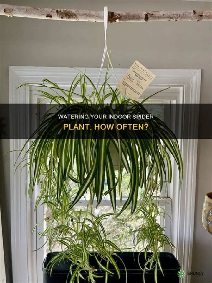 How often do you water shallots