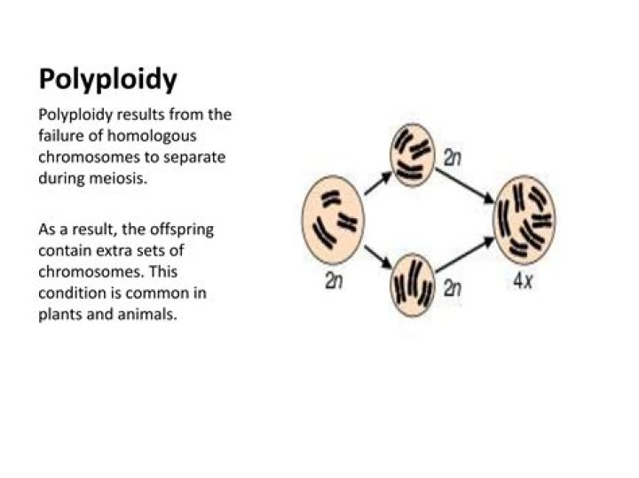 How polyploidy can cause reproductive isolation
