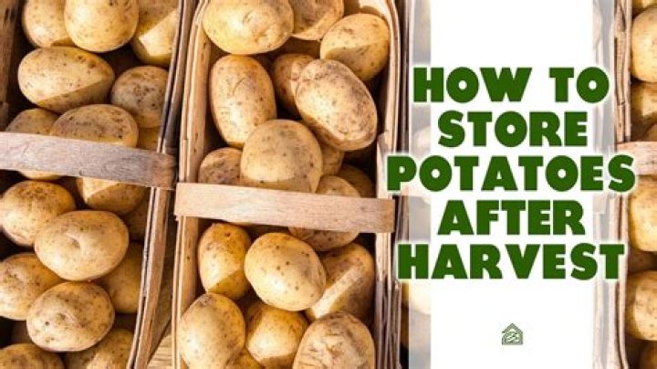 How should potatoes be stored before using?