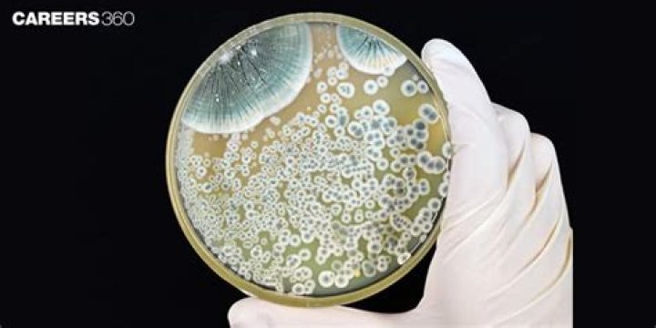 How was penicillin discovered