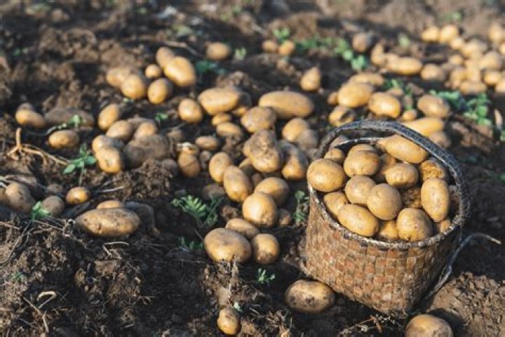 In which month potatoes are available?