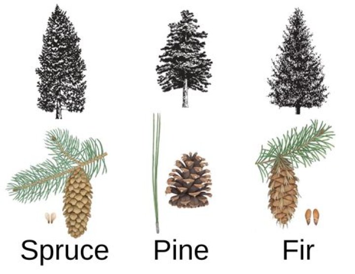 Is a fir tree a spruce